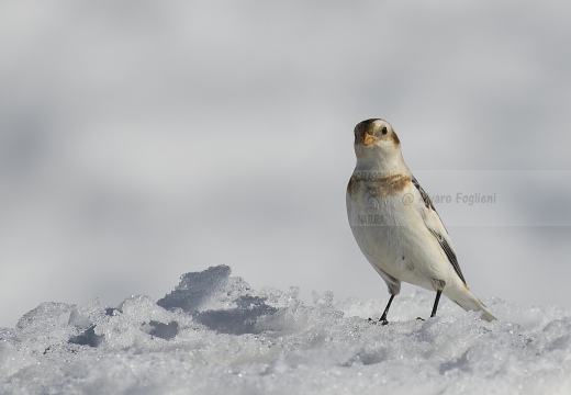 ZIGOLO DELLE NEVI; Snow bunting; Plectrophenax nivalis