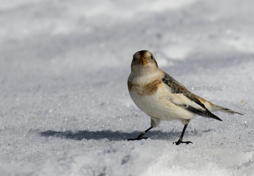 ZIGOLO DELLE NEVI; Snow bunting; Plectrophenax nivalis