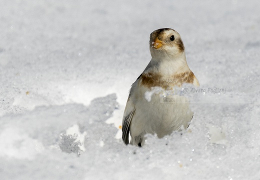 ZIGOLO DELLE NEVI; Snow bunting; Plectrophenax nivalis