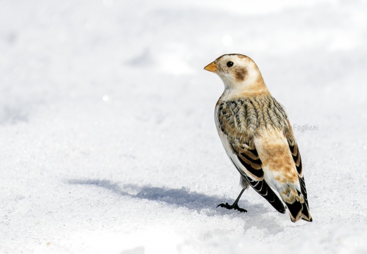 ZIGOLO DELLE NEVI; Snow bunting; Plectrophenax nivalis