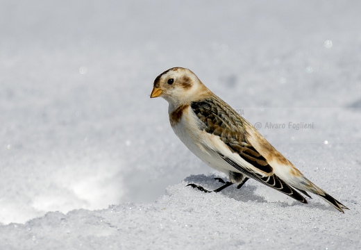 ZIGOLO DELLE NEVI; Snow bunting; Plectrophenax nivalis