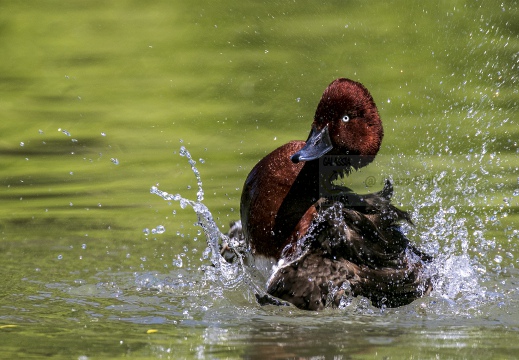 MORETTA TABACCATA; Ferruginous Duck; Aythya nyroca 