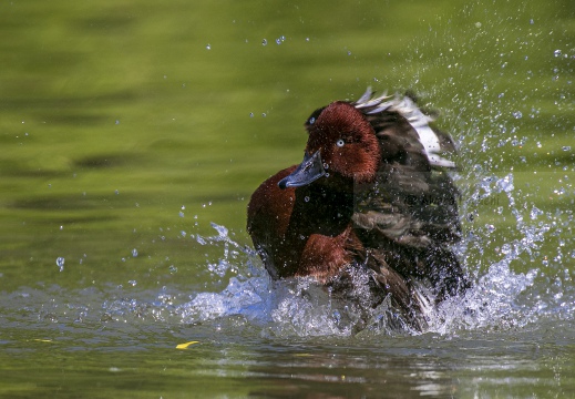 MORETTA TABACCATA; Ferruginous Duck; Aythya nyroca 