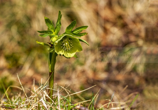 ELLEBORO VERDE -  Helleborus viridis  - Valle di S. Martino (LC)