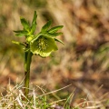 ELLEBORO VERDE -  Helleborus viridis  - Valle di S. Martino (LC)