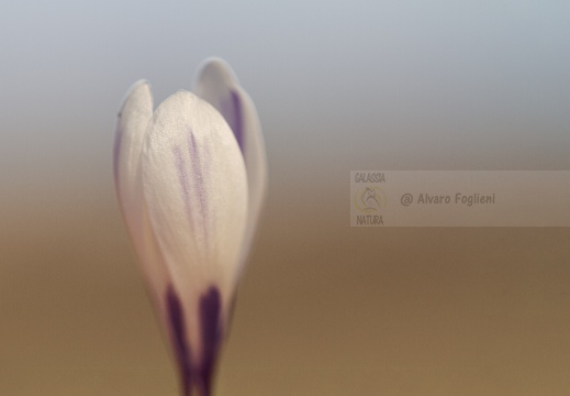 CROCUS - Passo del Pertus (BG)