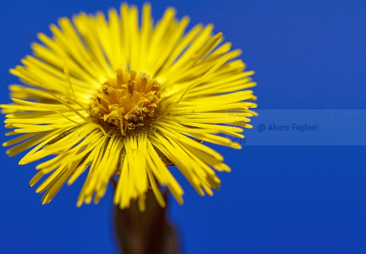 FARFARO - Tussilago farfara - Prealpi Orobiche (BG)