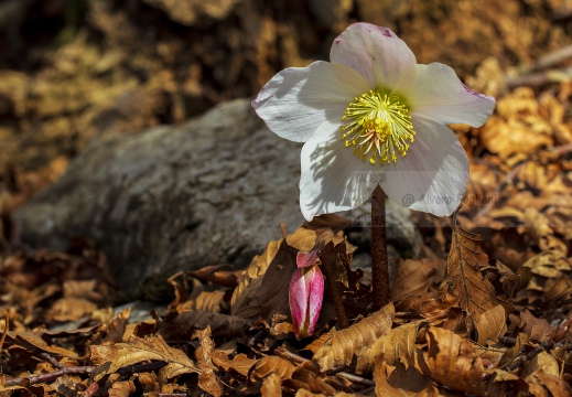 ROSA DI NATALE - Helleborus niger -  Prealpi Orobiche (BG)