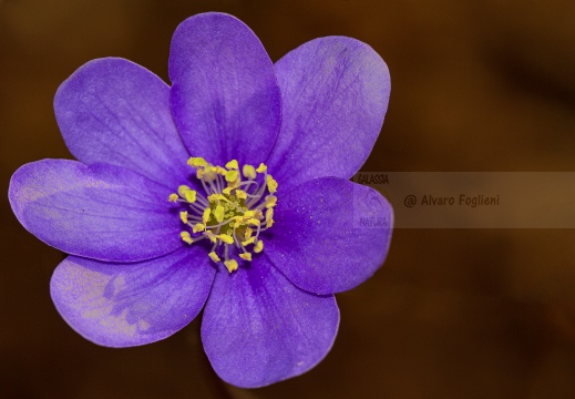 ERBA TRINITA' - Hepatica nobilis -  Valle di S. Martino (LC)