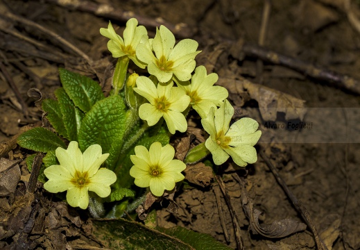 PRIMULA - Prealpi Orobiche (BG)