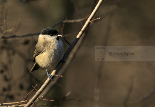 CINCIA BIGIA; Willow Tit; Parus montanus