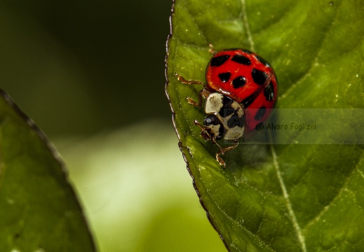 COCCINELLA ARLECCHINO - Harmonia axyridis