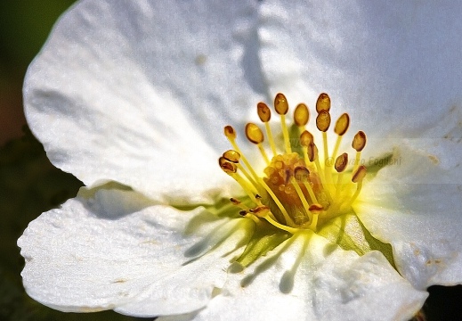 Potentilla alba - Valle del Lys (AO)