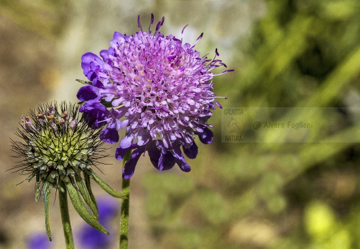 Scabiosa - Valle del Lys (AO)
