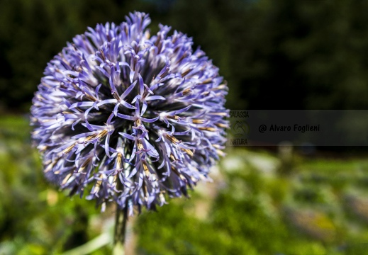 Cardo-pallottola maggiore - Valle del Lys (AO)