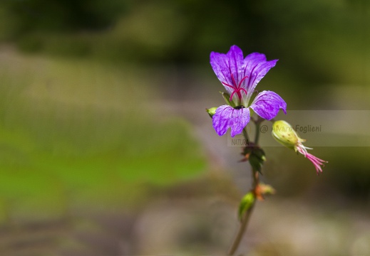 Macro - Studio N° 33