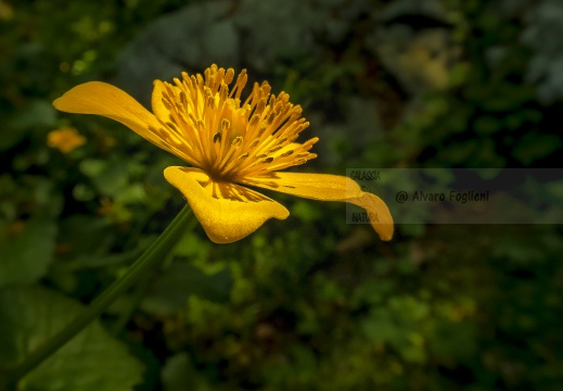 Macro - Studio N° 23