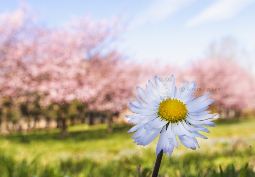 MACRO & CLOSE-UP