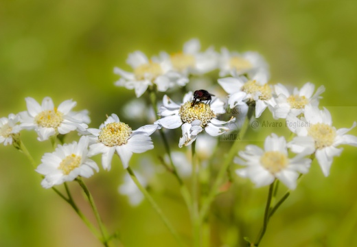 Mosca sui fiori