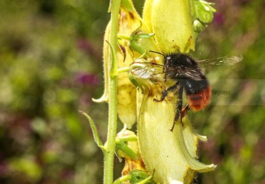 APE; European honey bee; Apis, Apis mellifera
