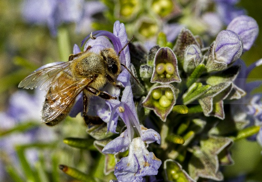 APE; European honey bee; Apis, Apis mellifera