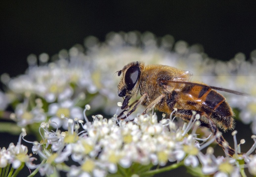 APE; European honey bee;  Apis mellifera 