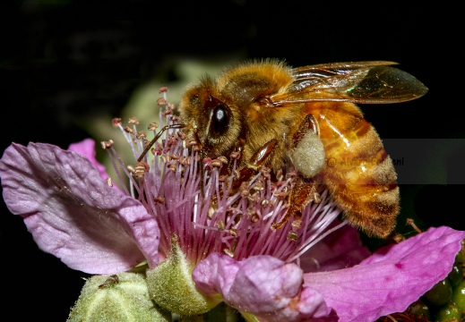 APE; European honey bee;  Apis mellifera 
