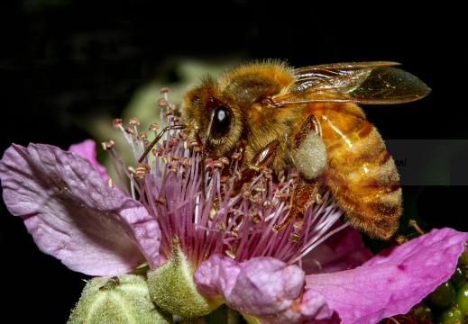 APE; European honey bee; Apis, Apis mellifera