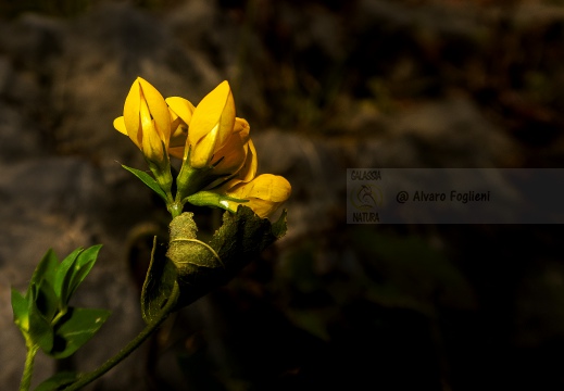 Giallo vivo