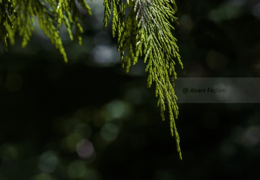 Fronde 