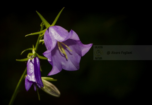 Campanula su sfondo nero - Test 45