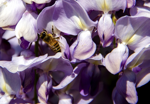 APE; European honey bee;  Apis mellifera 