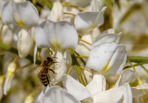 APE; European honey bee;  Apis mellifera 
