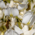 APE; European honey bee;  Apis mellifera 