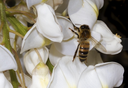 APE; European honey bee;  Apis mellifera 