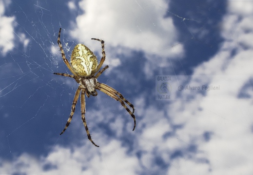 Argiope sulla ragnatela