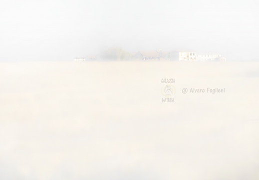 Studio effetto nebbia - Cascine nelle risaie - Bereguardo (PV)