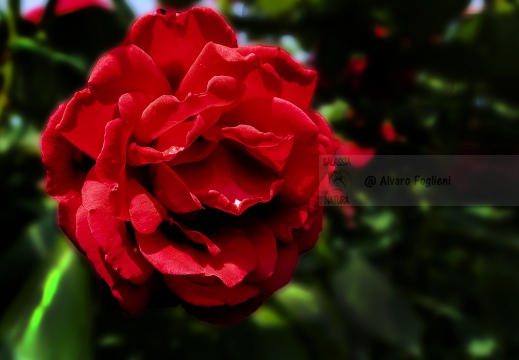 ROSA; Rose, Rosaceae