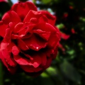 ROSA; Rose, Rosaceae
