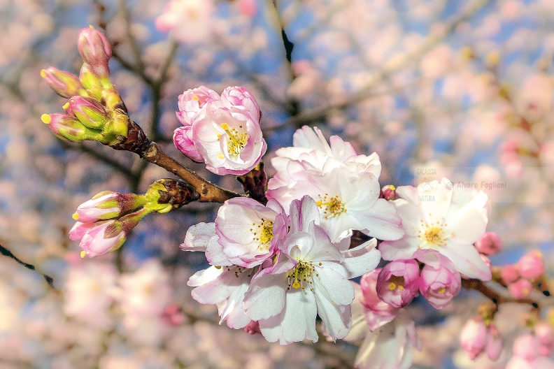 Albero in fiore - Primavera in città - Municipio 5 (MI)