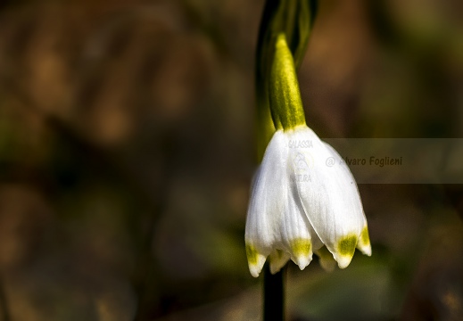 CAMPANELLINO; Spring snowflake; Leucojum vernum - Prealpi orobiche (BG)