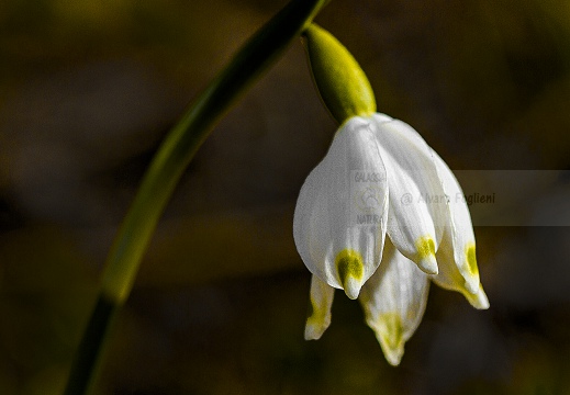 CAMPANELLINO; Spring snowflake; Leucojum vernum - Prealpi orobiche (BG)