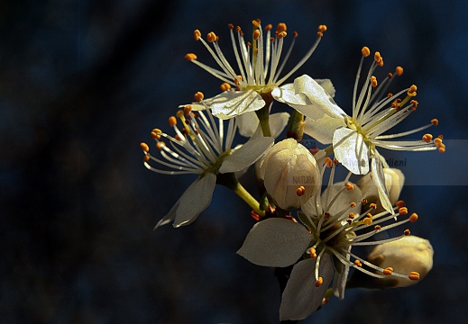 Albero in fiore