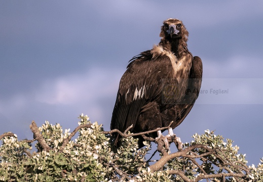 AVVOLTOIO MONACO, Black Vulture , Aegypius monachus - Luogo: Estremadura (E)
