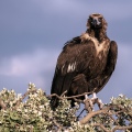 AVVOLTOIO MONACO, Black Vulture , Aegypius monachus - Luogo: Estremadura (E)