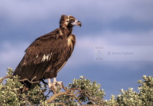 AVVOLTOIO MONACO, Black Vulture , Aegypius monachus - Luogo: Estremadura (E)