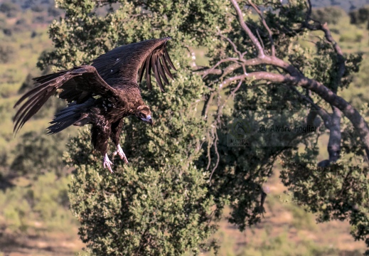 AVVOLTOIO MONACO, Black Vulture , Aegypius monachus - Luogo: Estremadura (E)