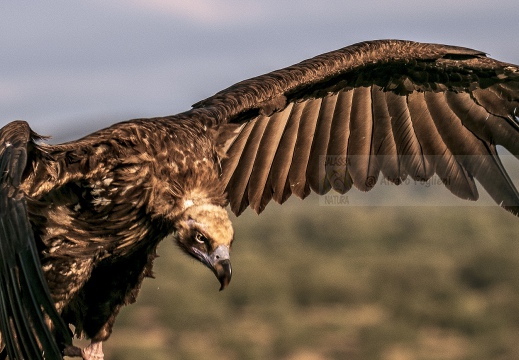 AVVOLTOIO MONACO, Black Vulture , Aegypius monachus - Luogo: Estremadura (E)