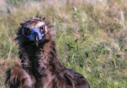AVVOLTOIO MONACO, Black Vulture , Aegypius monachus - Luogo: Estremadura (E)