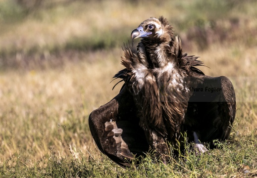 AVVOLTOIO MONACO, Black Vulture , Aegypius monachus - Luogo: Estremadura (E)